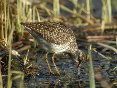 Wood Sandpiper  - Tinksmed  - Tringa glareola