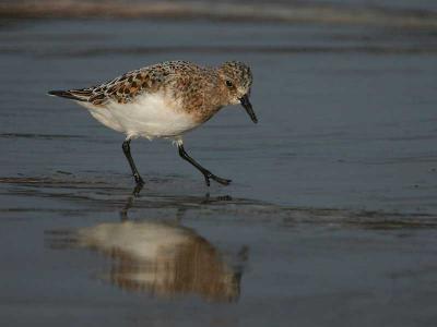 Sanderling  - Sandlber  Calidris alba