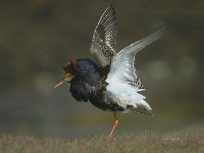 Ruff - Brushane  - Philomachus pugnax