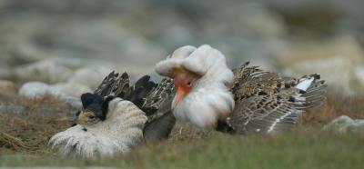 Ruff - Brushane  - Philomachus pugnax