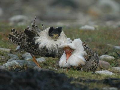 Ruff - Brushane  - Philomachus pugnax