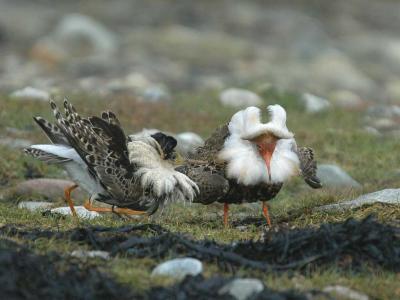 Ruff - Brushane  - Philomachus pugnax