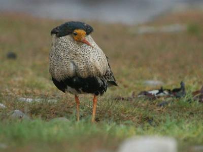 Ruff - Brushane  - Philomachus pugnax