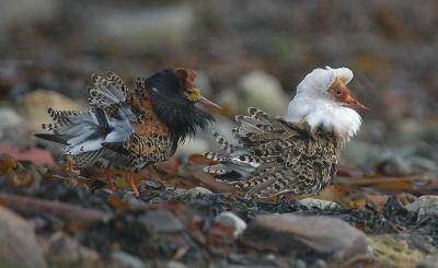 Ruff - Brushane  - Philomachus pugnax