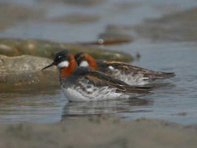 Red-necked Phalarope - Odinshne - Phalaropus lobatus