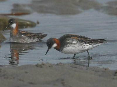 Red-necked Phalarope - Odinshns - Phalaropus lobatus