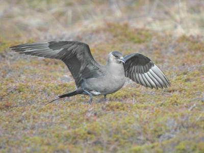 Artic Skua -  Alm Kjove -  Stecorarius parasiticus