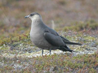 Artic Skua  - Alm Kjove - Stecorarius parasiticus