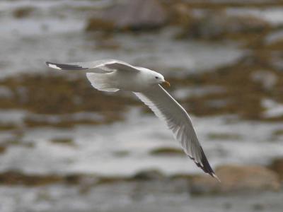 DSC_2616-Common Gull Stormmge Larus canus.jpg