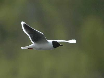 Little Gull  - Dvrgmge -  Larus minutus