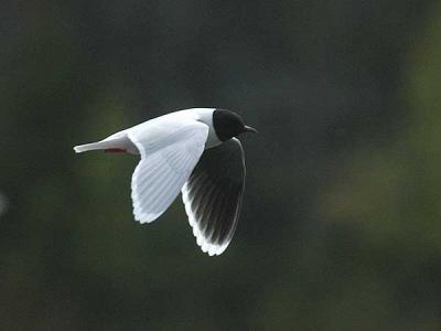  Little Gull - Dvrgmge - Larus minutus