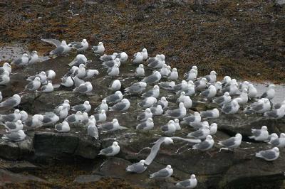 Kittiwake -  Rider - Rissa tridactyla