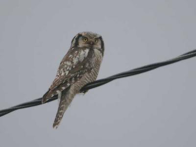 Hawk Owl - Hgeugle - Surnia ulula