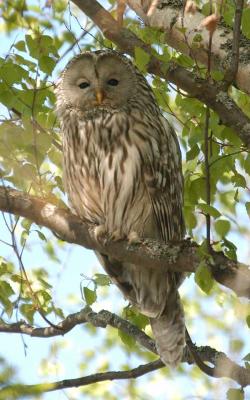Ural Owl - Slagugle - Strix uralensis