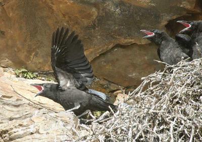 u32/alb123/medium/31570953.DSC_2683RavenRavnCorvuscorax.jpg