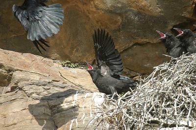 Raven - Ravn - Corvus corax