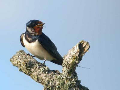 Barn Swallow - Landsvale - Hirundo rustica