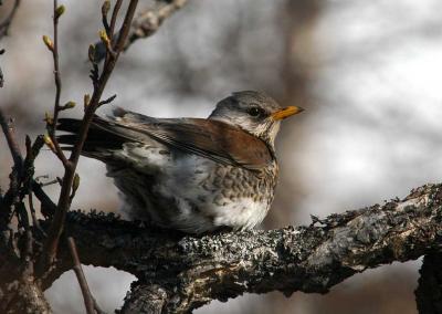 Fieldfare - Sjagger - Turdus pilaris