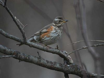 Redwing - Vindrossel  Turdus iliacus