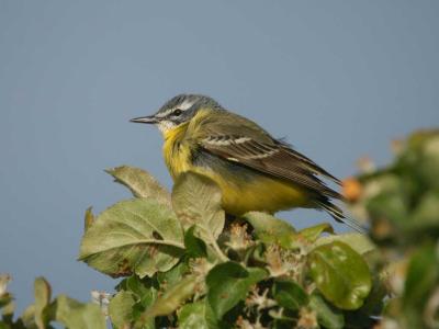 Yellow Wagtail - Gul Vipstjert  - Motacilla flava