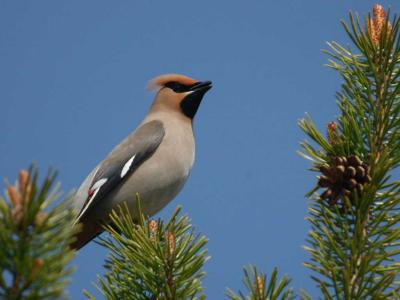 Waxwing  - Silkehale  - Bombycilla garrulus