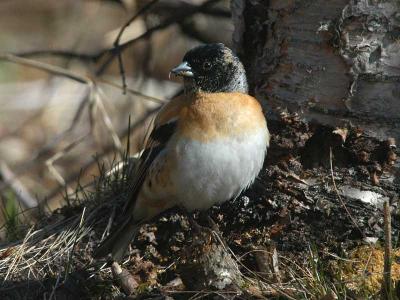 Bramling -  Kvkerfinke - Fringilla montifiringilla