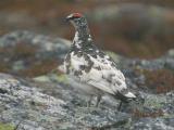 Ptarmigan - Fjeldrype  - Lagopus mutus