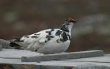 Ptarmigan - Fjeldrype - Lagopus mutus