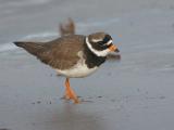 Ringed Plover - Stor Prstekrave  - Charadrius hiaticula