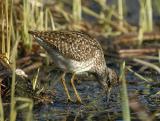 Wood Sandpiper  - Tinksmed  - Tringa glareola