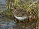 DSC_2181-Temmincks Stint Temmincksryle-3 Calidris temminckii.jpg