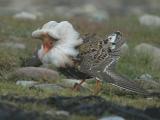 Ruff - Brushane  - Philomachus pugnax