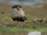 Ruff - Brushane  - Philomachus pugnax