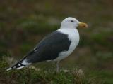 Great Black-backed Gull  - Svartbag  Larus marinus