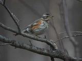 Redwing - Vindrossel  Turdus iliacus