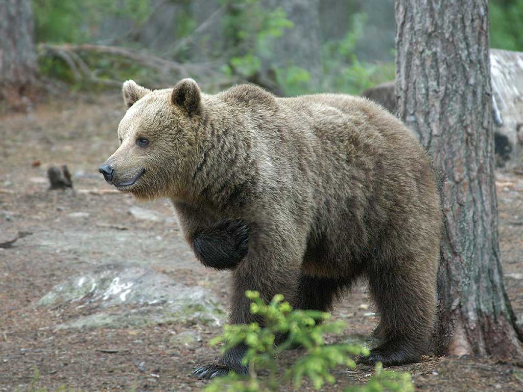 Brown Bear  - Brun Bjrn