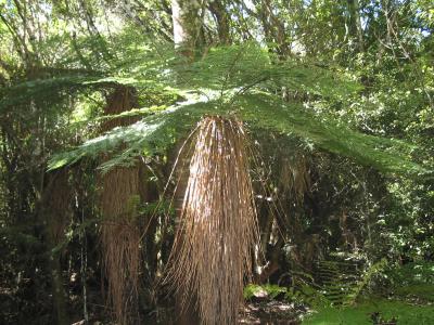 u32/alex_mirkin/medium/31417424.NZ2IMG_0789.jpg