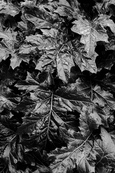 Dark Leaves