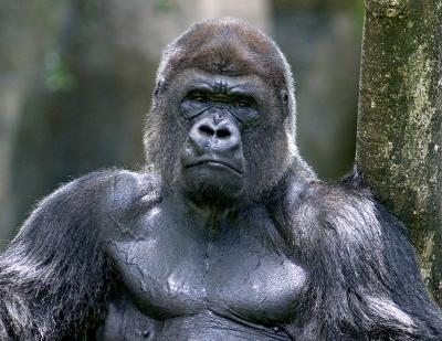 Gorilla Wide.jpg