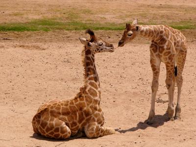 u32/anayv/medium/31456884.eeeSGiraffeplayFZ10ps.jpg