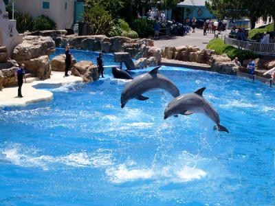 u32/anayv/medium/31505874.eSseaworldDolphinfly.jpg