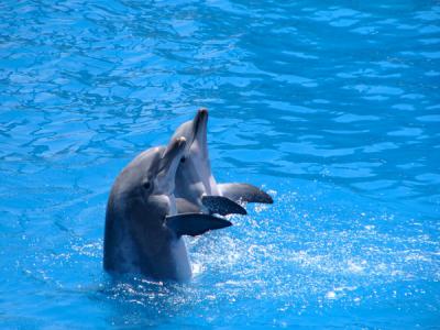 u32/anayv/medium/31505875.eSseaworlddolphinclap.jpg