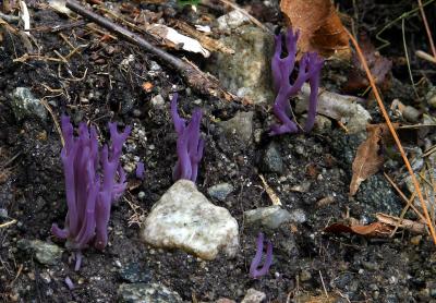 Violet branched coral (Clavulina amethystina)