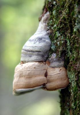 Larch polyphore (Fomitopsis officinalis)