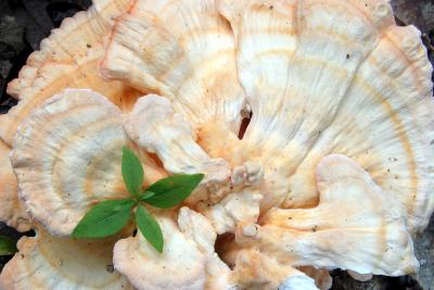 Chicken mushroom (Laetiporus sulphureus)