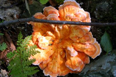 Chicken mushroom (Laetiporus cincinnatus)