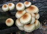 Pholiota (?)