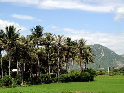 Phan Rang rice field