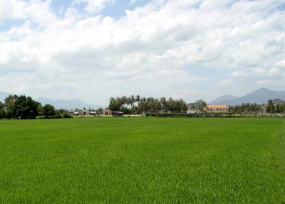 Rice Field1