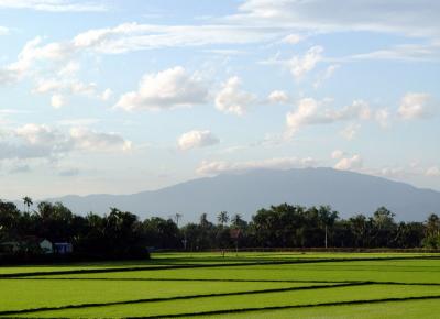 Rice Field5
